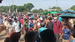 নীলফামারীতে জমে উঠেছে পশুর হাট