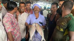 হাতিয়ায় ২টি ইলিশ বিক্রি হলো সাড়ে ১১ হাজার টাকায়