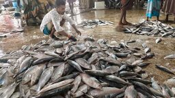 পহেলা বৈশাখকে সামনে রেখে ইলিশের দাম আকাশ ছোঁয়া