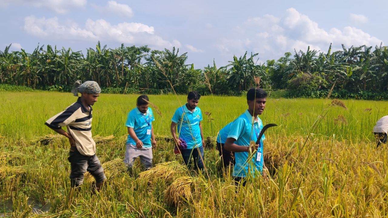 কৃষকের মাঠের ধান কেটে ঘরে তুলতে পাশে দাঁড়াল প্রত্যয় তরুণ সংঘ