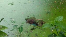 বেনাপোলে ডোবা থেকে মানসিক ভারসাম্যহীন যুবকের লাশ উদ্ধার