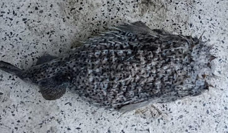বঙ্গোপসাগরে জেলের জালে বিরল ‘সজারু মাছ’