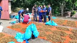 বাড়ির ছাদে শুকানো হচ্ছিল গাঁজা, অভিযান টের পেয়ে লাফিয়ে পালালেন ইউপি সদস্য