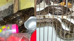 শ্যামনগরে হার্ডওয়্যারের দোকান থেকে বিশাল অজগর উদ্ধার